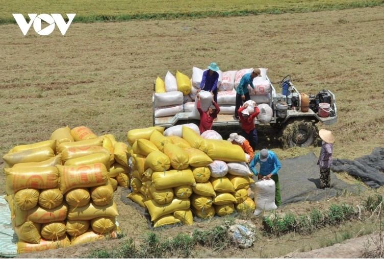 Philippines is Vietnam’s largest rice consumer